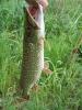 karsten_20080518_05_jpg_jpg_t1.jpg
