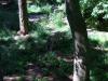wolf_-endlich_was_zu_fressen-_jpg_jpg_t1.jpg
