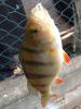 barsch_07_02_t1.jpg