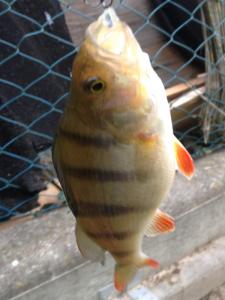 barsch_07_02.jpg