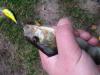 barsch_07_04_t1.jpg